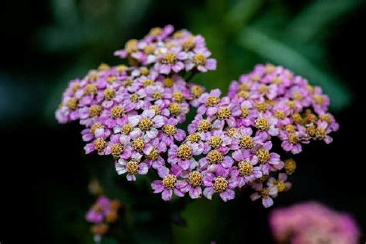 Are achillea poisonous to dogs?