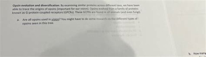 Are all opsins used in vision?