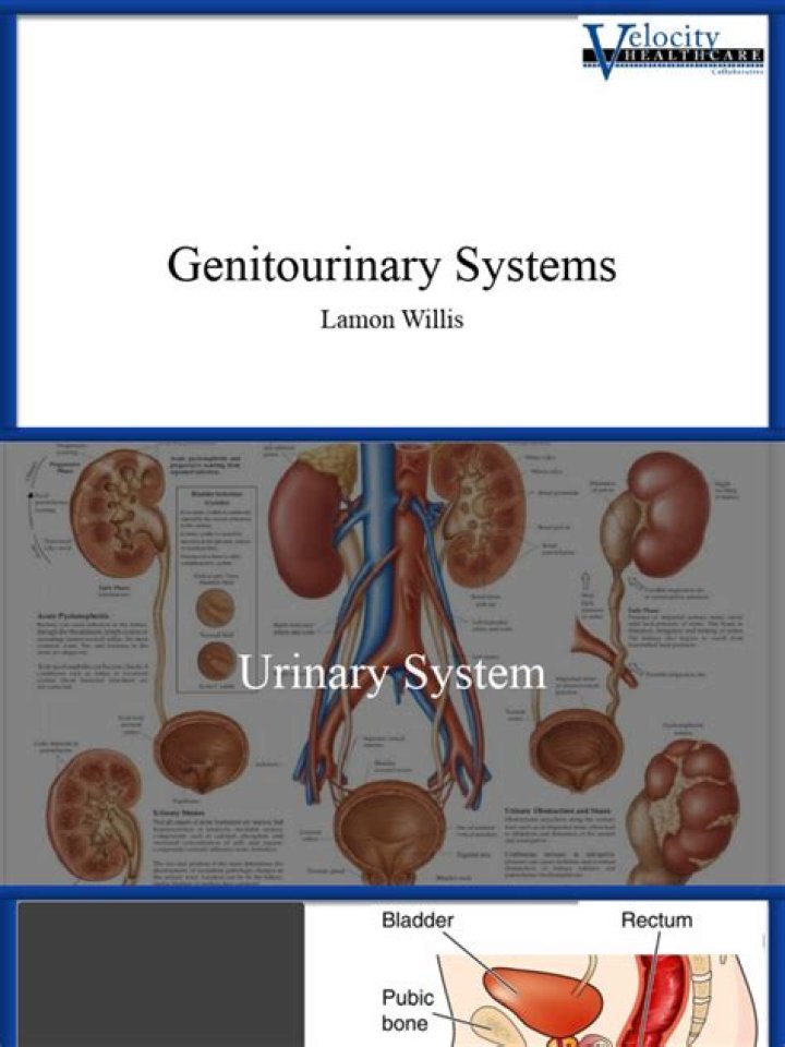 Are breasts part of the genitourinary system?