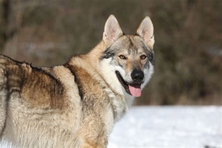 Are czechoslovakian wolfdogs legal in california?