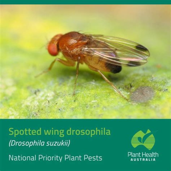 Are drosophila suzukii safe to eat?