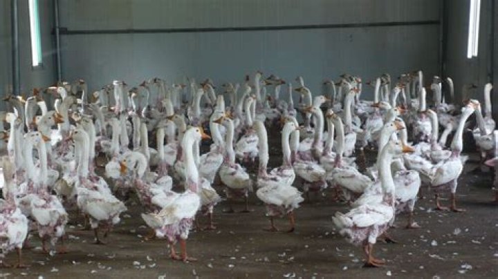 Are ducks plucked alive for their feathers?