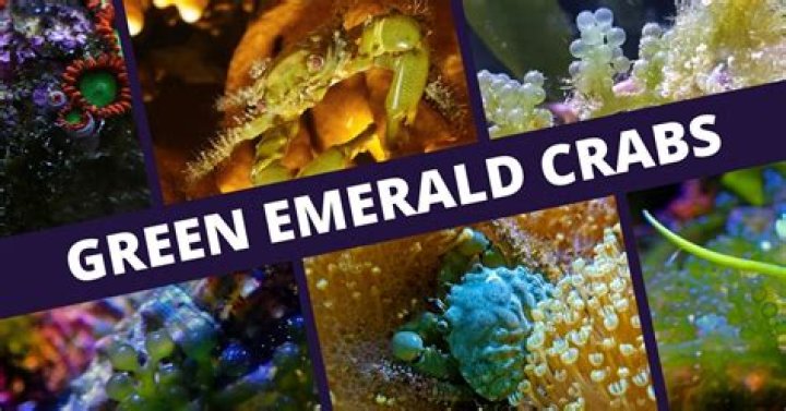 Are emerald crabs reef safe?