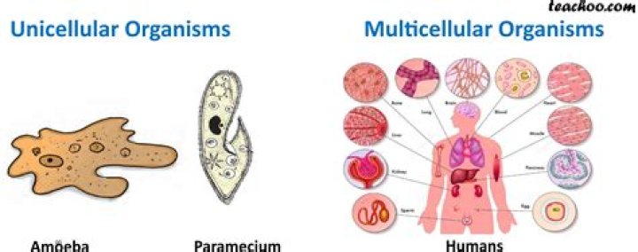 Are flagellates unicellular or multicellular?