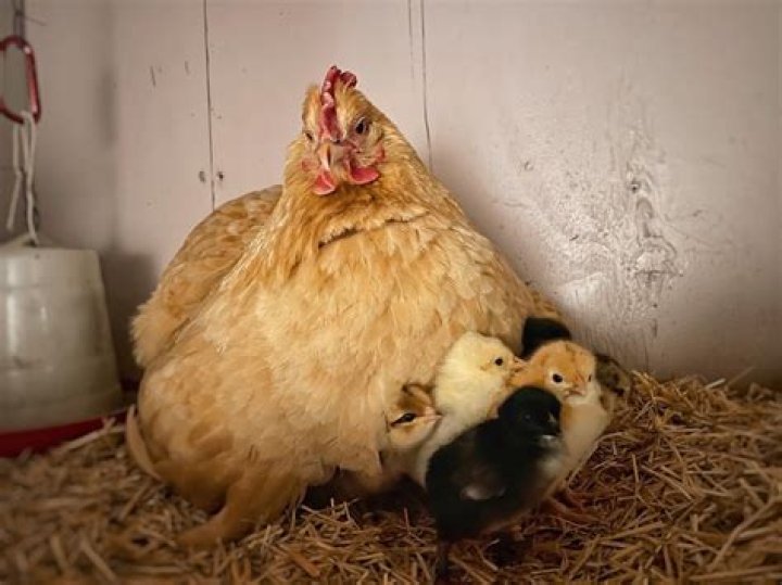 Are frizzle chickens broody?