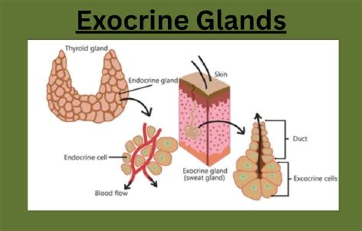 Are gonads endocrine or exocrine glands?