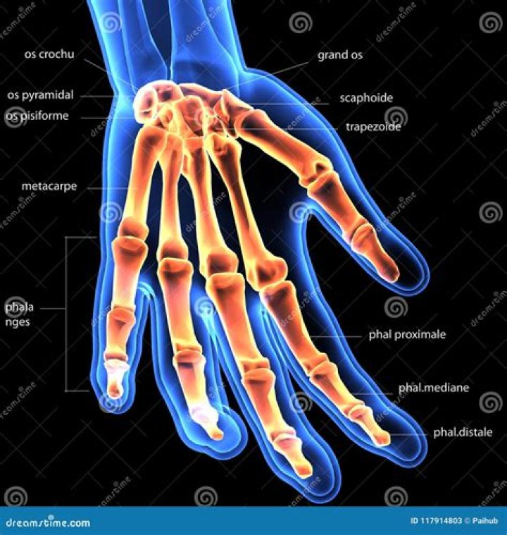 Are human hands prehensile?