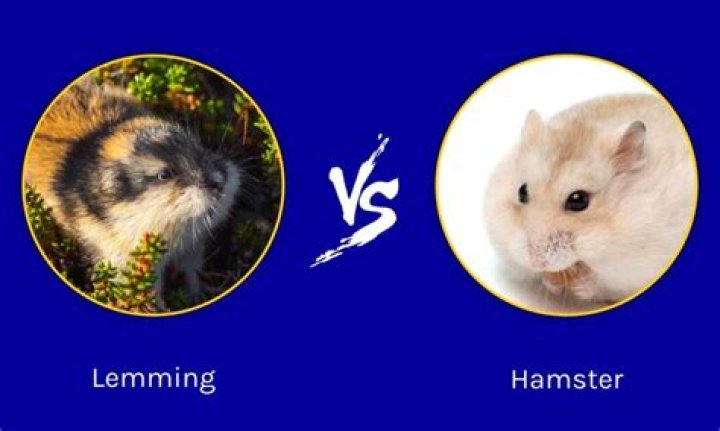 Are lemmings good pets?