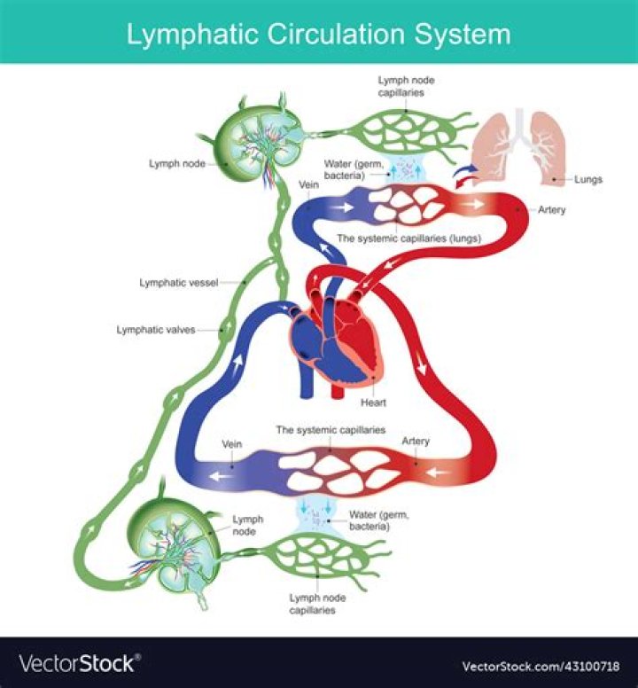 Are lymph circulatory system?