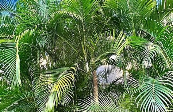 Are pandanus palms native to australia?