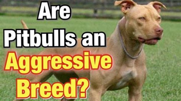 Are pitbulls inherently aggressive?