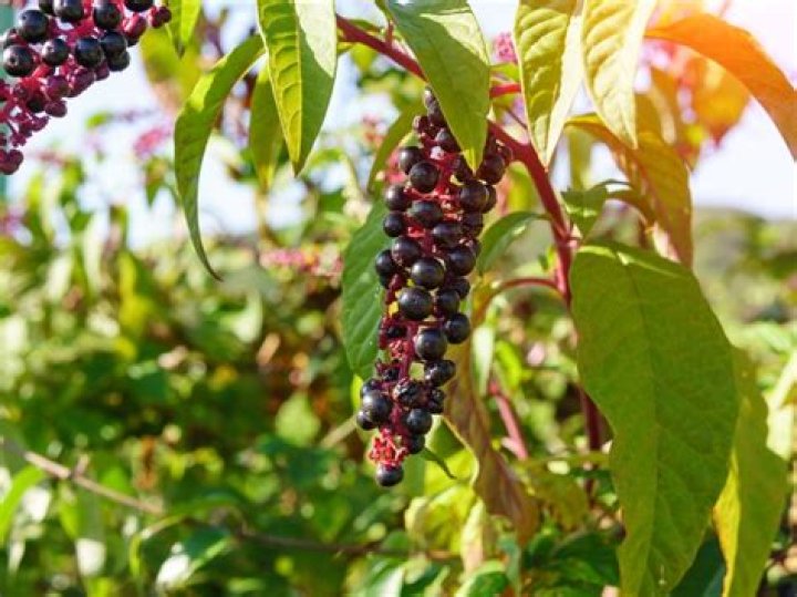Are pokeberry roots edible?