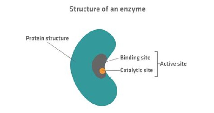 Are rennet and enzymes the same?