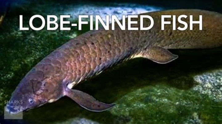 Are sharks lobe finned?