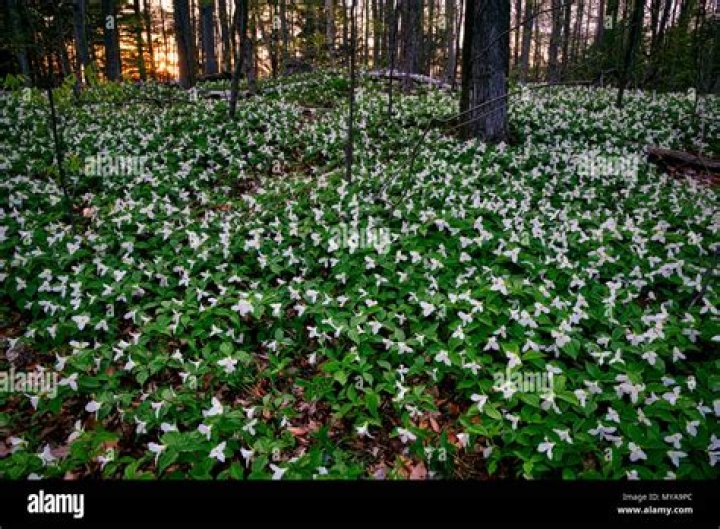 Are trilliums protected in ontario?