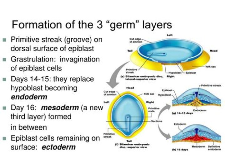 At the end of three germ layers are formed?