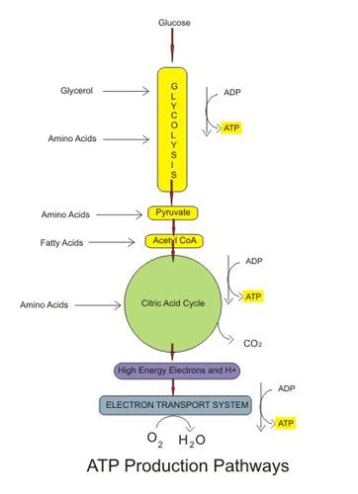 By products of aerobic respiration?