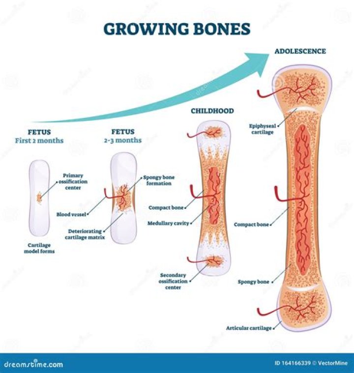Can bone grow on bone?