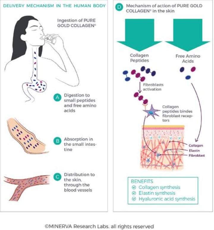 Can collagen be absorbed through the skin?