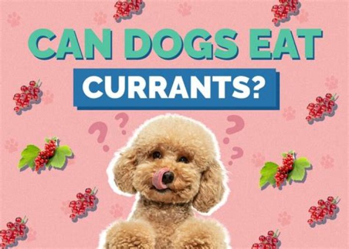 Can currants kill dogs?