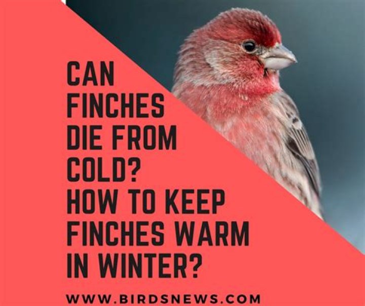 Can finches live in cold weather?