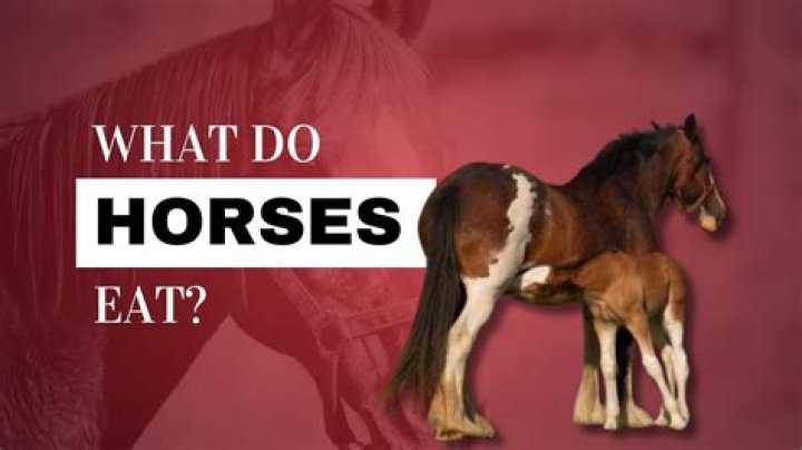 Can horses eat sycamore?