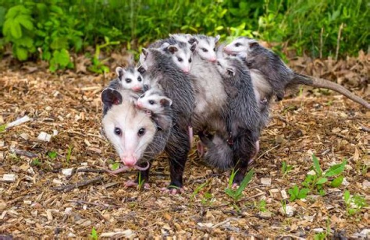 Can possums get rabies?