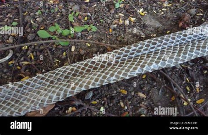 Can rat snake shed skin?