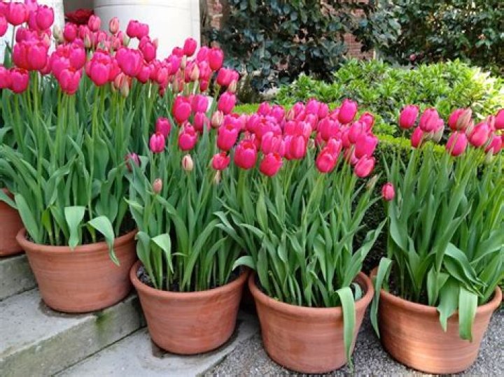 Can tulip bulbs survive winter?