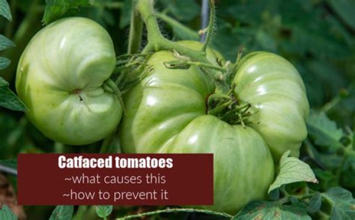 Can you eat catfacing tomatoes?