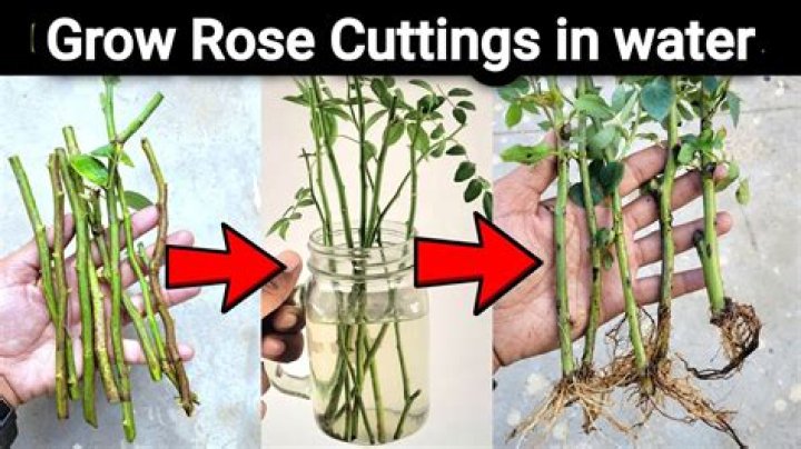 Can you grow cuttings in water?