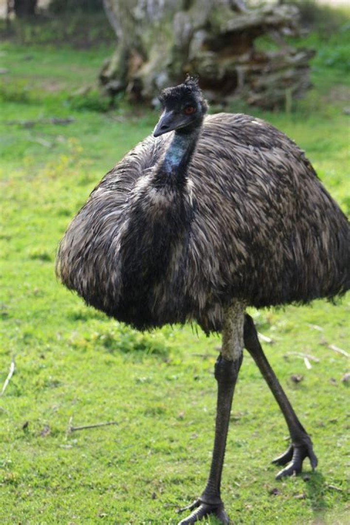 Can you keep emus in the uk?
