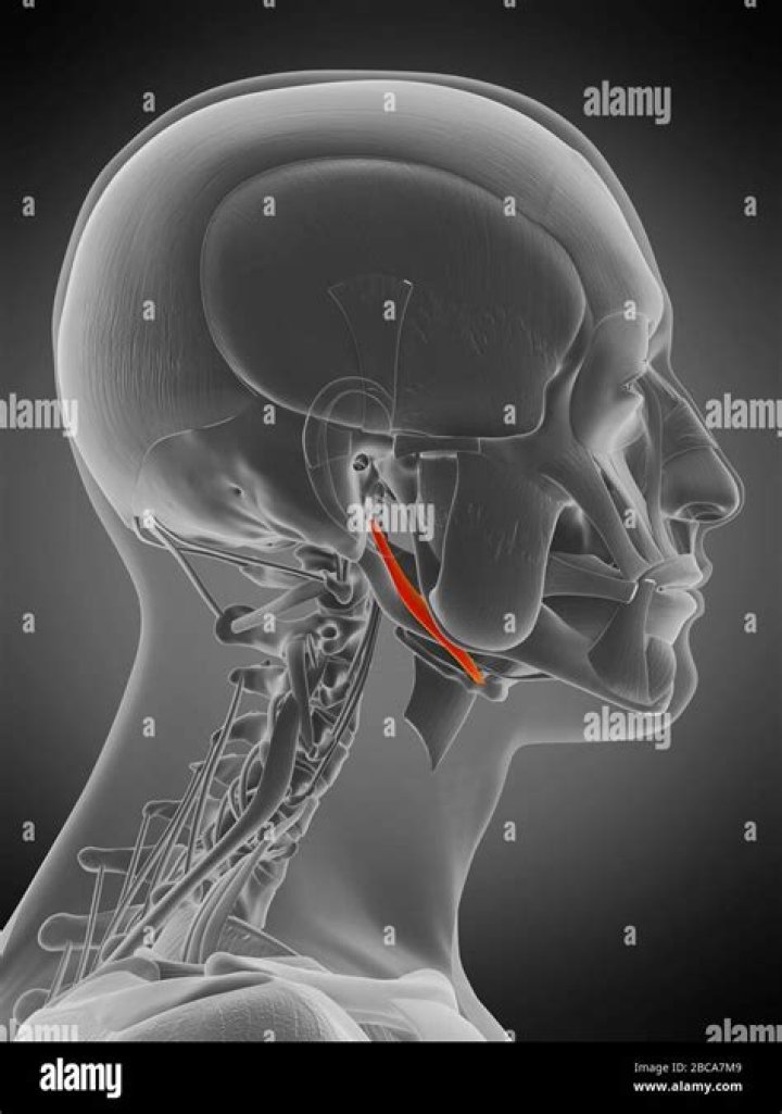 Can you palpate stylohyoid muscle?
