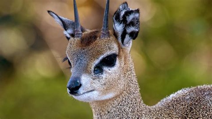 Can you shoot a klipspringer?