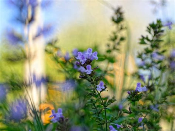 Can you use calamint?