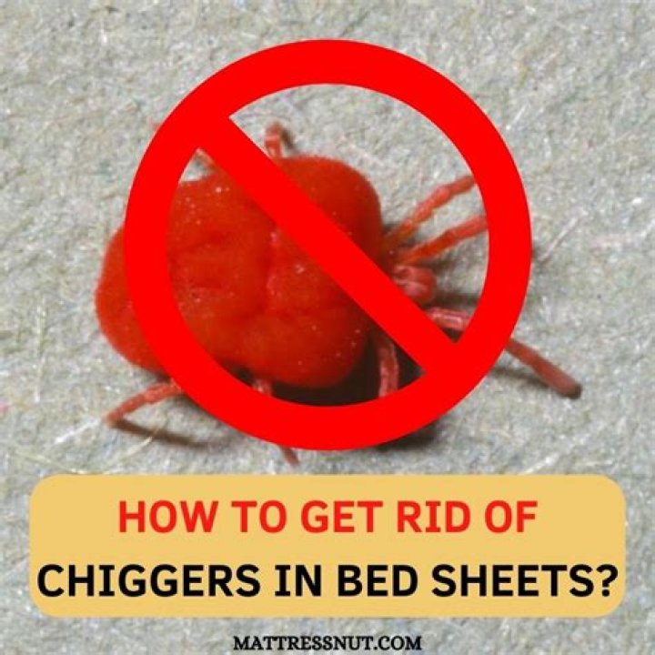 Could i have chiggers in my bed?