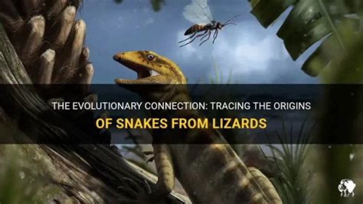 Did lizards evolve from snakes?