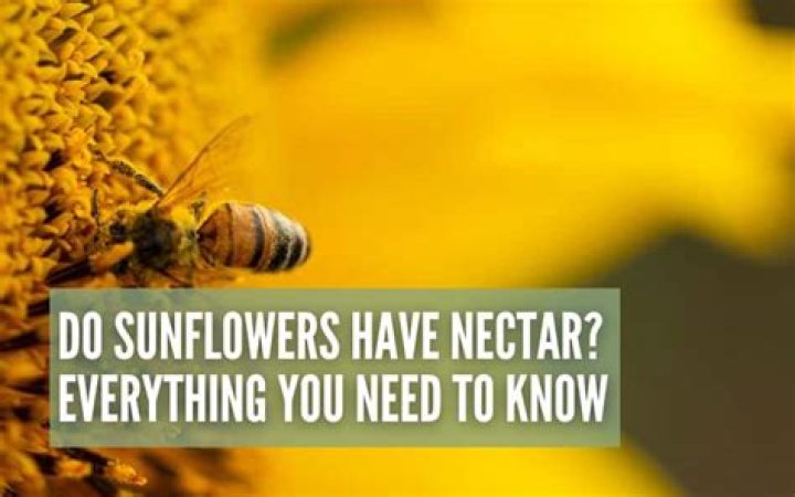 Did sunflower have nectar?