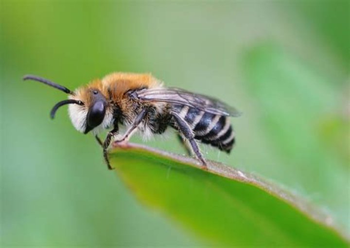 Do bees like felicia?