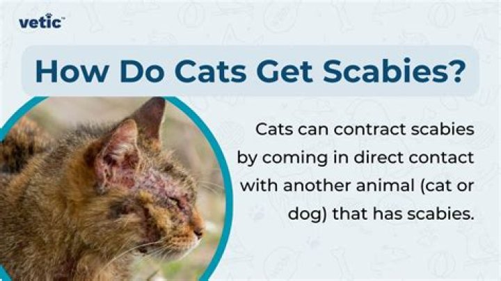 Do cats get scabies?