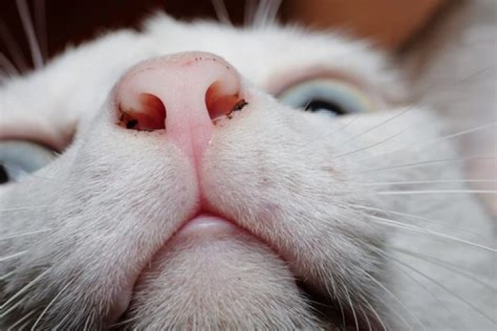 Do cats have boogers?