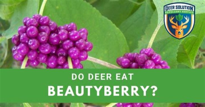 Do deer eat beautyberry bush?