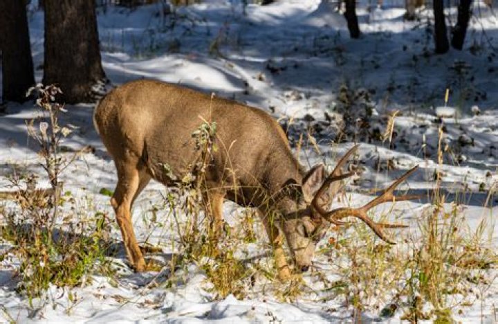 Do deer eat winter aconite?