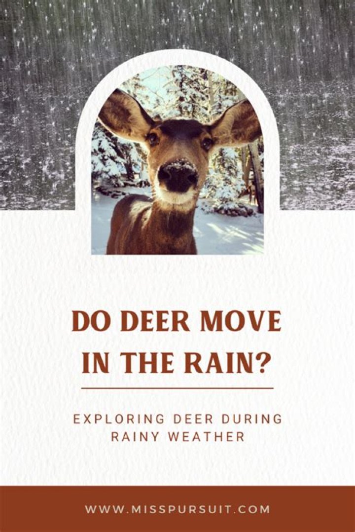 Do deer move when its raining?
