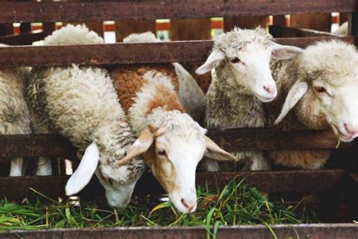 Do dorper sheep eat weeds?