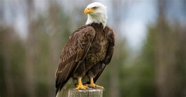 Do eagles mate for life?