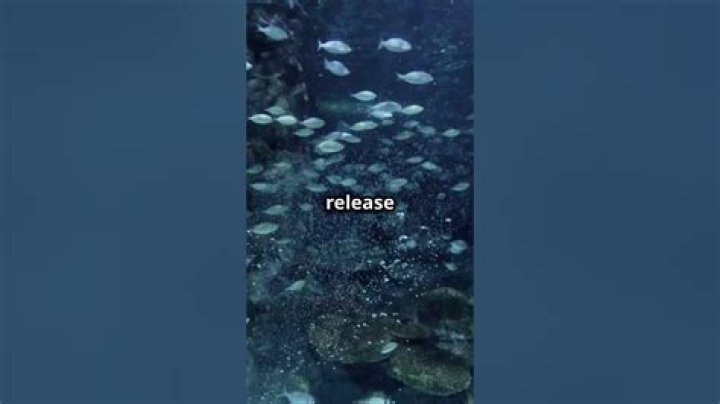Do herring communicate by farting?