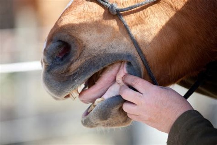 Do horses have diastema?