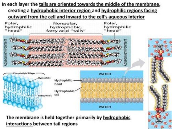 Do hydrophilic molecules repel each other?