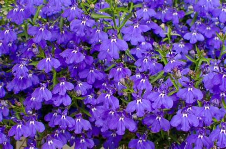 Do lobelia like shade?